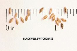 Switchgrass - Blackwell